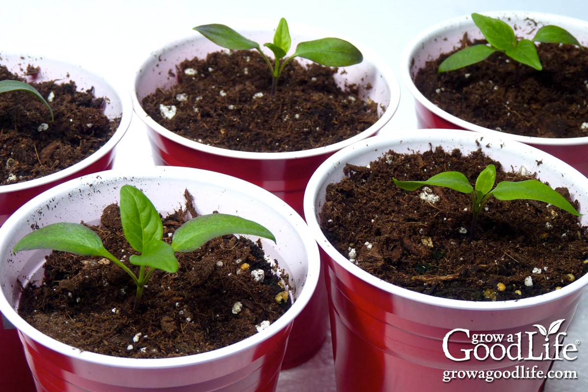 Healthy Seedlings Start Here: Essential Steps for Indoor Growing