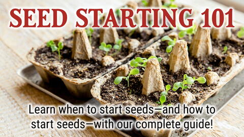 Master the Timing: When to Start Seeds Indoors for a Head Start