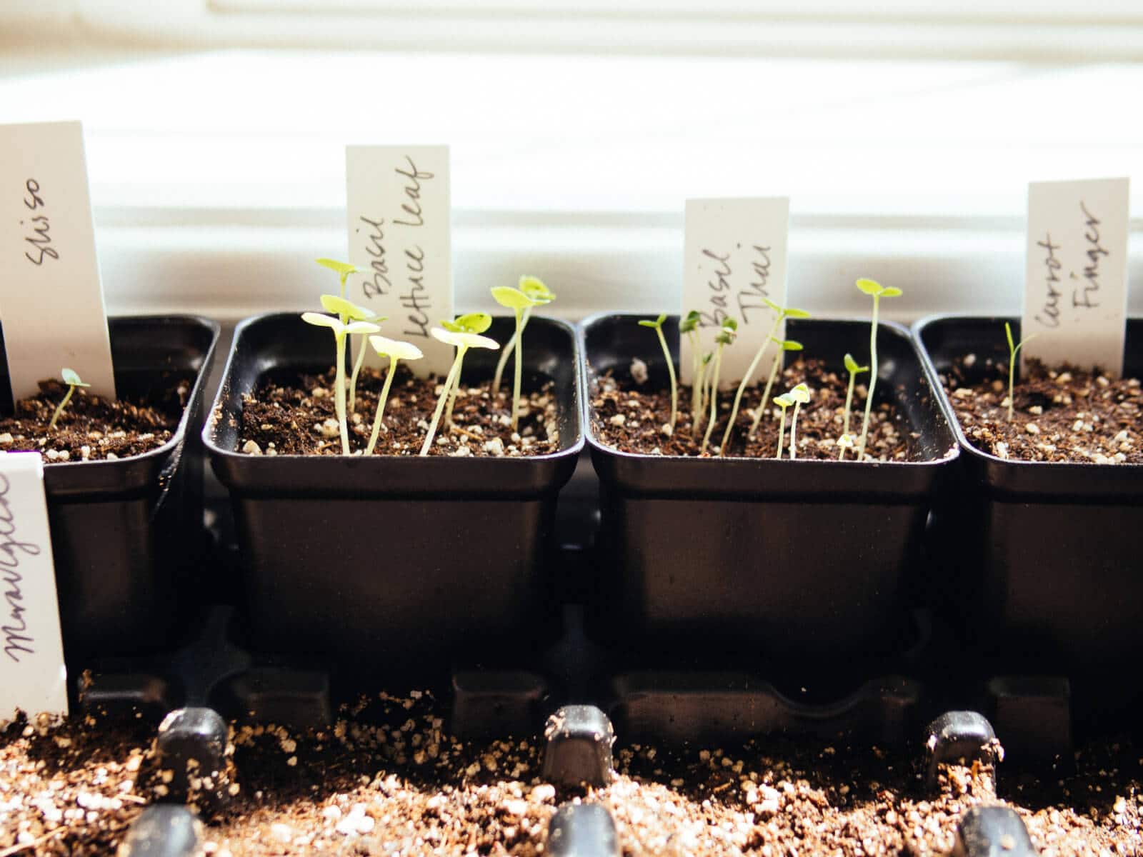 Your Indoor Seed Starting Guide: Decoding Seed Packets for Success